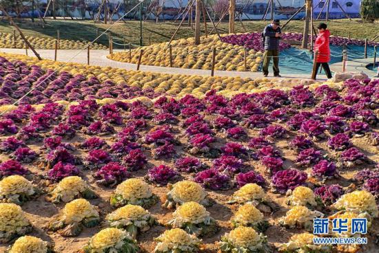 (環(huán)境)(1)北京:冬季賞甘藍