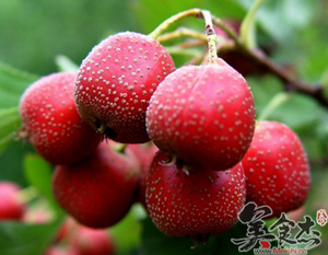 ɽ���ˮ��(d��ng)��Ȯ�(d��ng)�Ă�θ