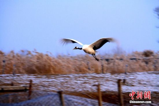 �D��һֻ����Q�ڸ��C��Ҵ���ҝ�ع��@�w���ґ���ꐶY �z