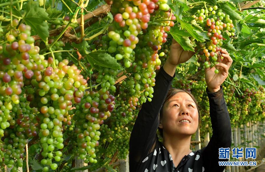 ���������3���ӱ���ɽ�����ѷNֲ�����l(xi��ng)�����d