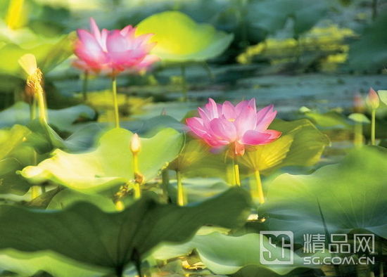 �������������� �ɻ�ɭ����С�ֲ��؈D