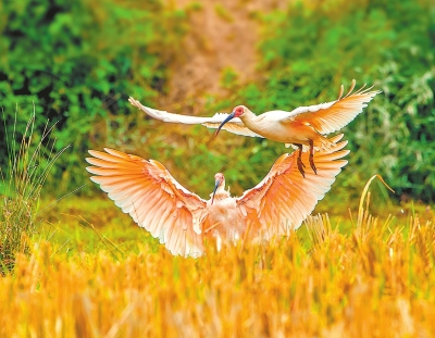 Ұ�š���(gu��)�������q�Ҷ��d�� �����ѳɹ���ֳ���B14ֻ