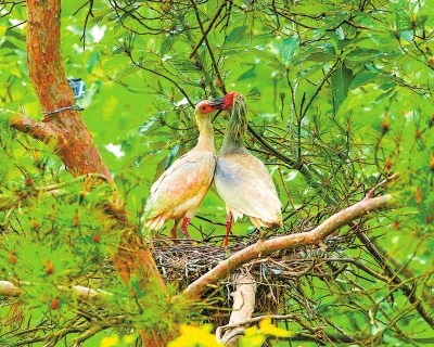 Ұ�š���(gu��)�������q�Ҷ��d�� �����ѳɹ���ֳ���B14ֻ