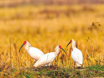 Ұ�š���(gu��)�������q�Ҷ��d�� �����ѳɹ���ֳ���B14ֻ