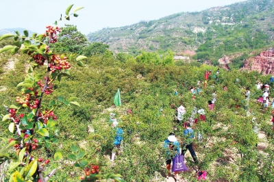 ���T�{�ߏR�l(xi��ng)������С���Nֲ���� �����뷭20��