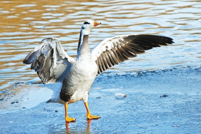 ���϶�����ع��@���B����� Ո���@Щ�ط�����