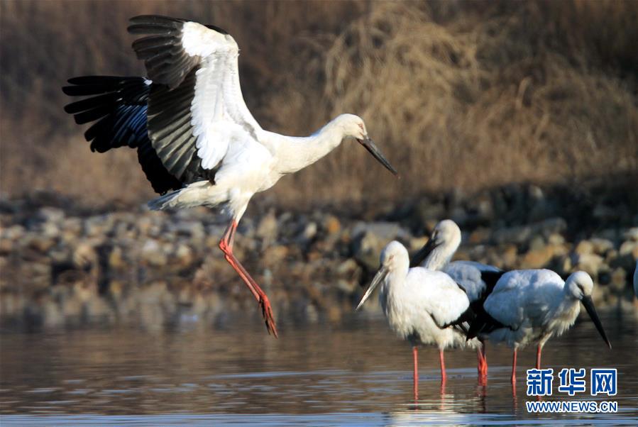 #(���B(t��i))(1)�|�����X��혰�Ȼ�^��