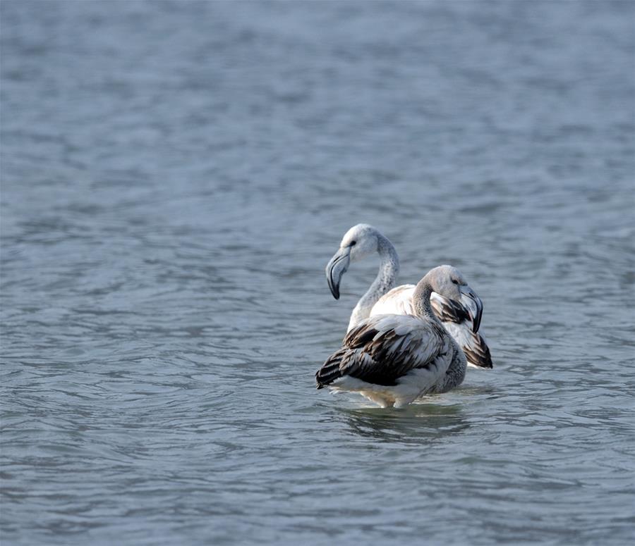 #(���(b��o))(2)�����B�w�R�S��