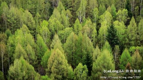 �G���[�d�P�c����ʮ��ɭ������