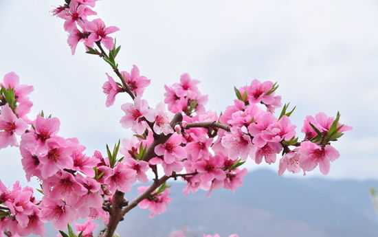 �����������Ʋ�������һ�����