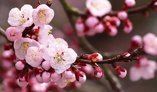 �����������Ʋ�������һ�����