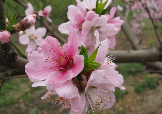 �����������Ʋ�������һ�����