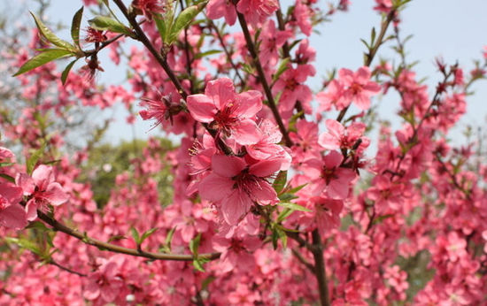 �����������Ʋ�������һ�����