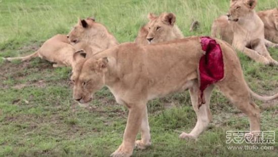 ����ȥ�������� ������һĻ׌���綼����