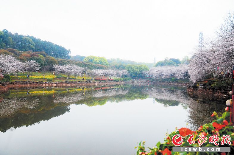 ʡɭ��ֲ��@���һ����ѻ�����������ʢ�������Lɳ���(b��o)ͨӍ�T�ퟘ �z