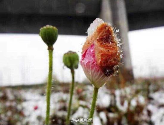 ����ľ�R�ǅ^(q��)��ѩ