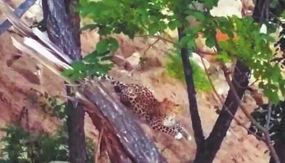 �������y������Ƭ��������͹��т���ʯ�K�����Ӕf���������ú����ֻ؁�(l��i)���������ٴ��s���������_(k��i)��(l��i)�ھ�C(j��)���˂�һ����ʯ�^�����Ų���Ը���x�_(k��i)