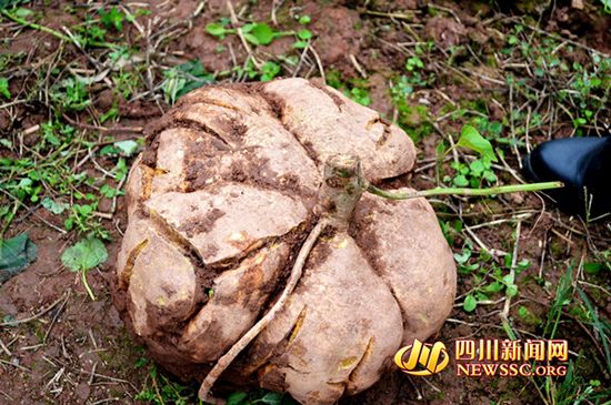 �Ĵ������ڳ��ش�t�������Ϲ����_25��M�D��