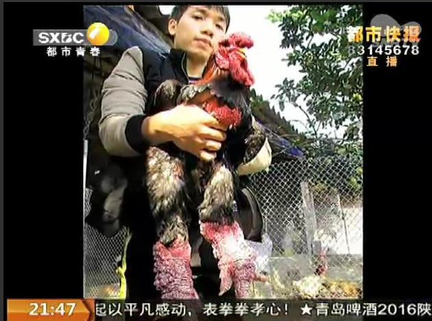 �L���^(q��)һ���B(y��ng)ֳ�����F(xi��n)һ����Ҋ���u���@Щ�u�p�ȴִ�������|���u������Խ�ϡ������a(ch��n)�u���������|(zh��)����������ͨ�u�ăɱ��������е�һֻ���u�������u��һ�f�����������