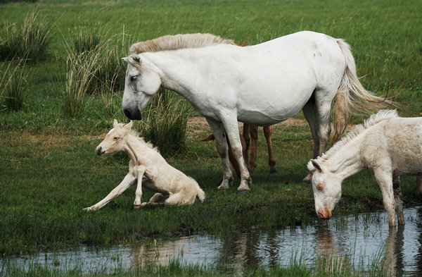 �Y�ψD�����R�ֽ���A���E���ǲ�ԭ�ϵȼ�(j��)��ߵ��R��