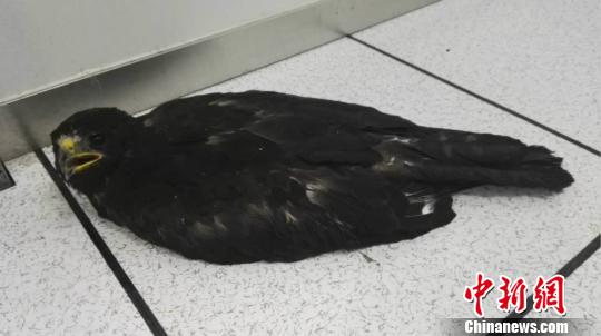 ��(gu��)�Ҷ���(j��)���o(h��)��(d��ng)�������͸ߜ����ơ����