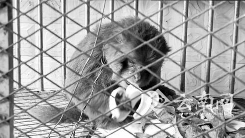 �BƤ���[�� ������ɽһ���f����硱�M���Ϸ�����