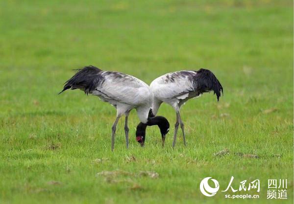 ����ԭ���`�����i�Q����� �z