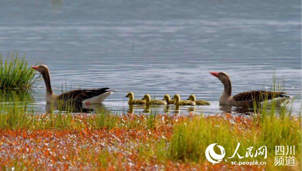 ���L�ڝ���е�Ұ������� �z